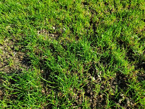 Close up of patch of grass with dirt and seed spots
