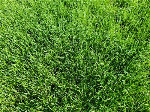 Close up view of a very green and full grass patch